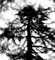 Monti Paolo Surimpression d'un arbre, 1952